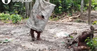 Nema nikakve sumnje – mali orangutani su neodoljivi! Nema nikakve sumnje – mali orangutani su neodoljivi!