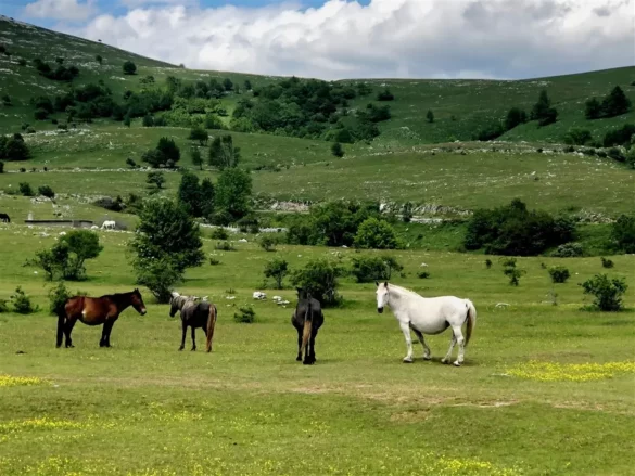 Konji u Bateru uz Rudolfinu slobodno pasu i odmaraju