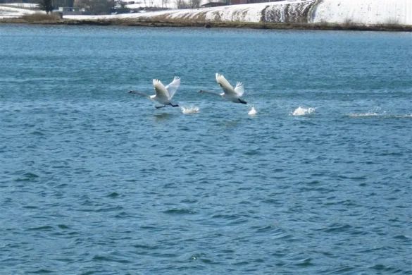 labud jezero Sabljaci 1